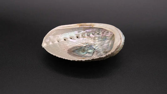 Green abalone shell with a pearly sheen on a black background.